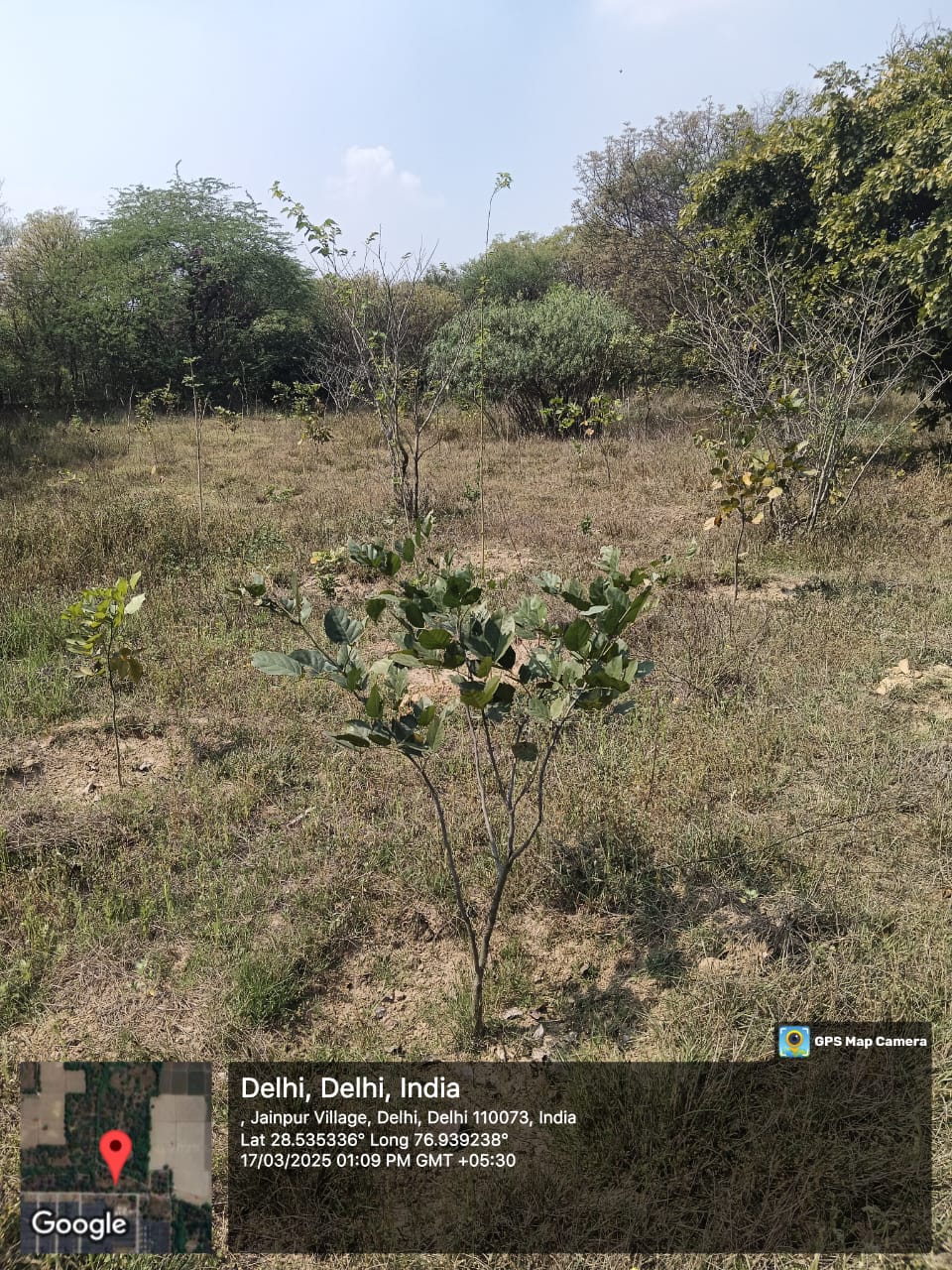 Assisted Natural Regeneration Artificial Regeneration